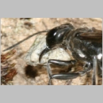 Ammophila sabulosa - Sandwespe 58d 19mm beim Nestverschluss.jpg